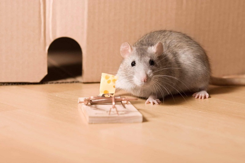 Mộng mị thấy chuột dự đoán điều gì?
