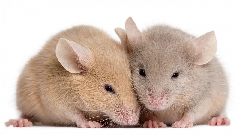 Ngủ thấy 2 con chuột cho biết bạn sắp gặp được người ấy, một nửa mảnh ghép cuộc đời
